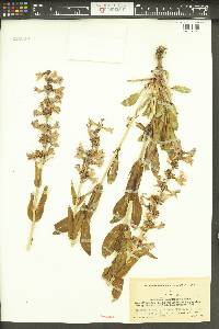 Penstemon payettensis image