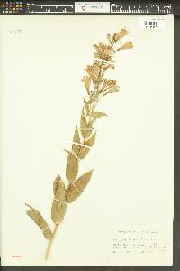 Penstemon venustus image