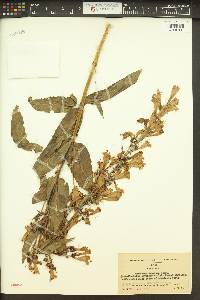 Penstemon venustus image