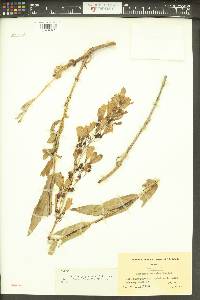 Penstemon venustus image