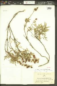 Penstemon fruticosus var. scouleri image