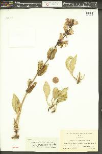 Penstemon payettensis image
