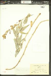Penstemon venustus image