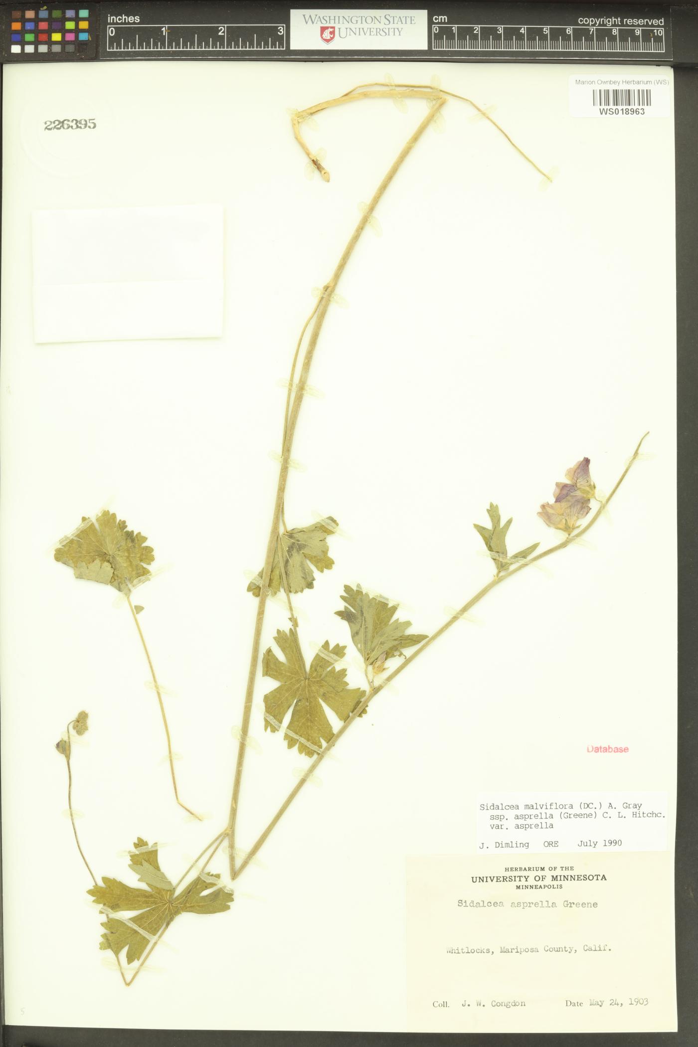 Sidalcea asprella image