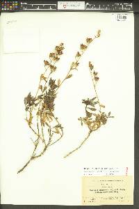 Penstemon fruticosus image