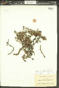 Penstemon fruticosus image