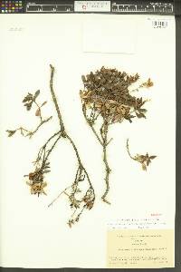 Penstemon fruticosus image