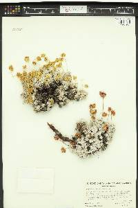 Eriogonum caespitosum image