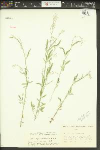 Cardamine holmgrenii image