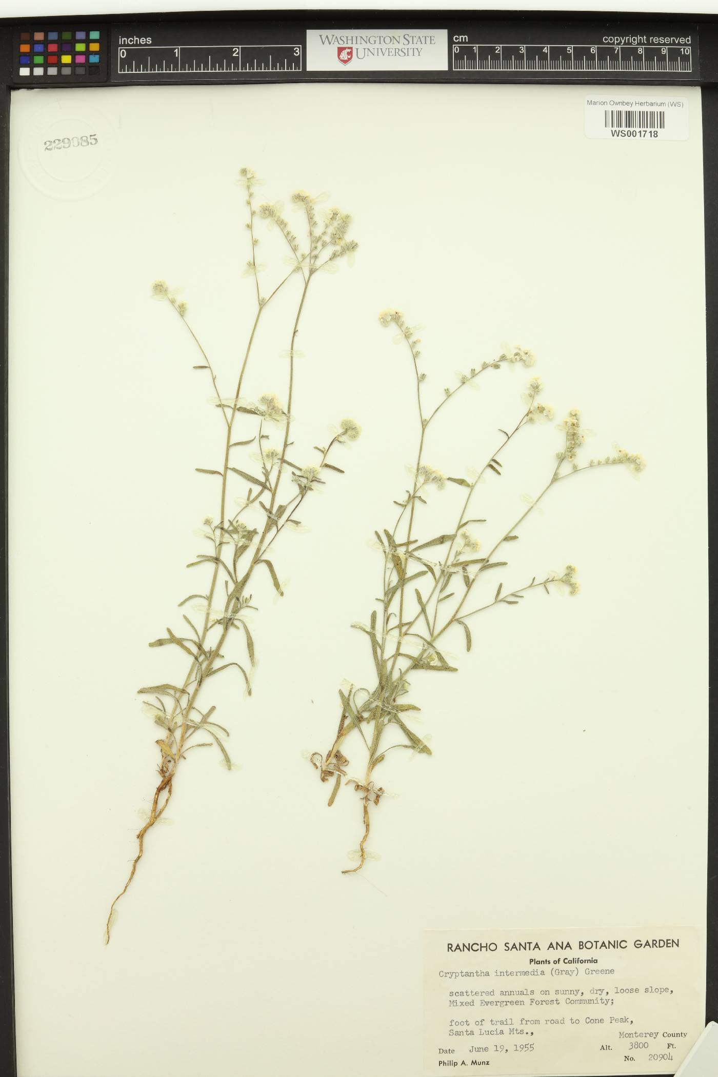 Cryptantha intermedia image