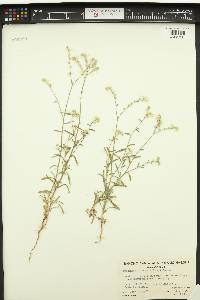 Cryptantha intermedia image