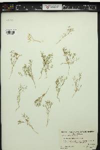 Gilia capillaris image