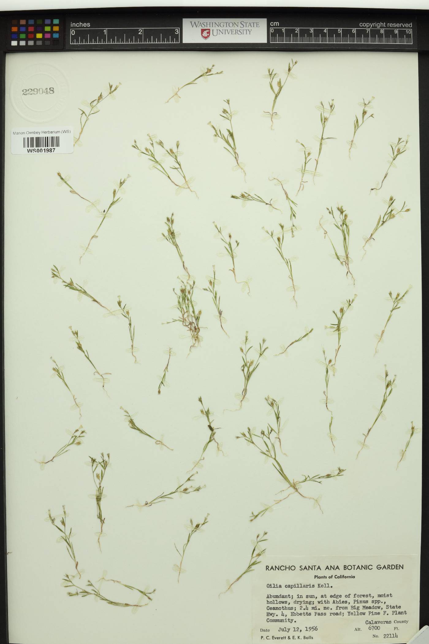Gilia capillaris image