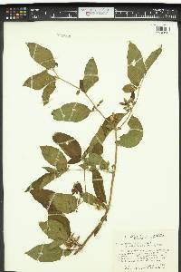 Lycianthes multiflora image