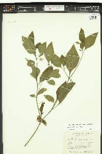 Solanum americanum image