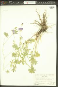Sidalcea glaucescens image