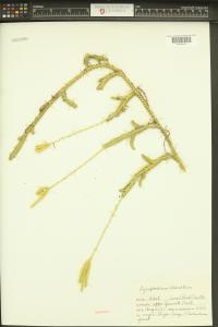 Lycopodium clavatum image