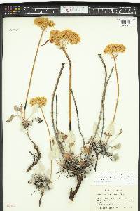 Eriogonum compositum image