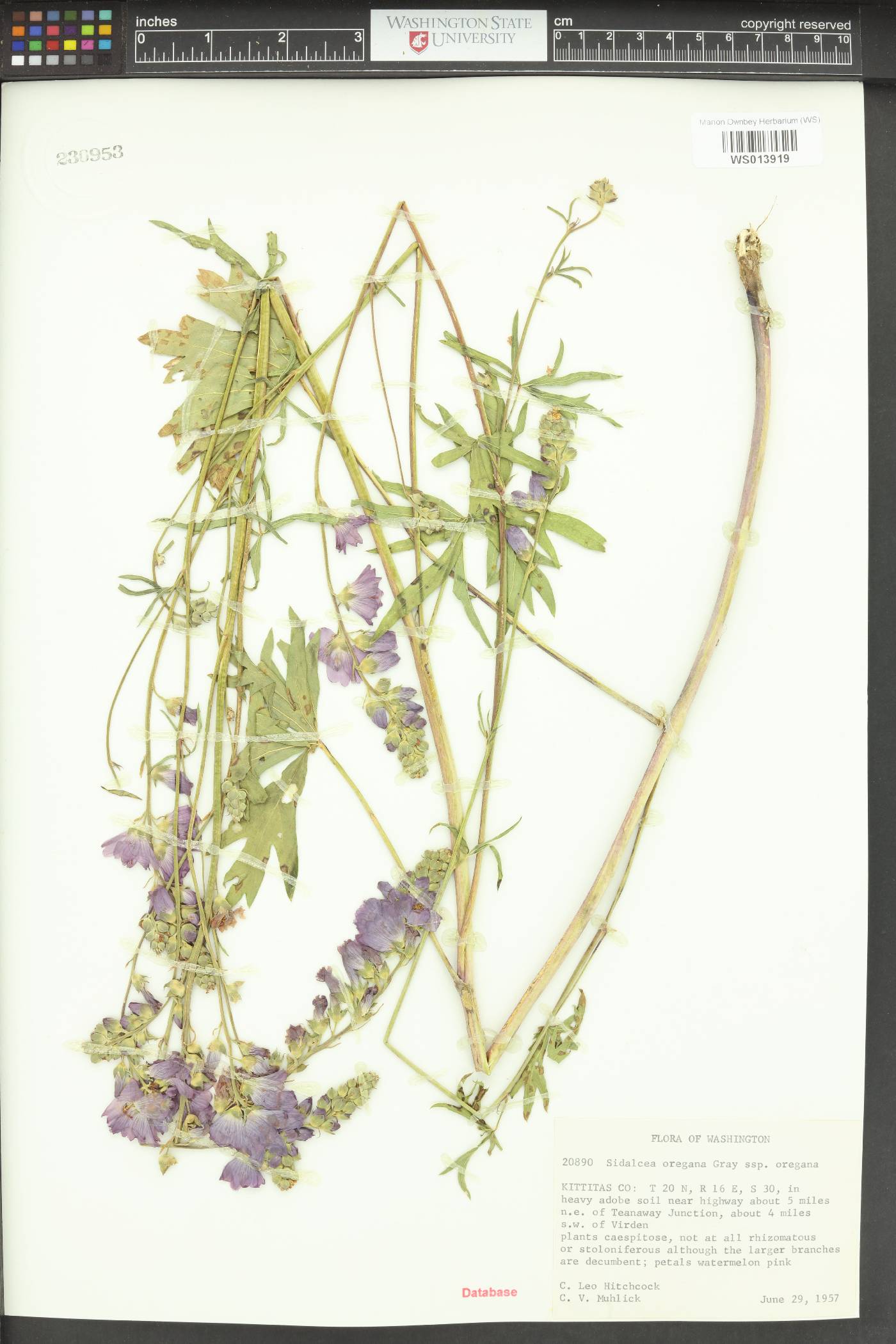 Sidalcea oregana var. oregana image