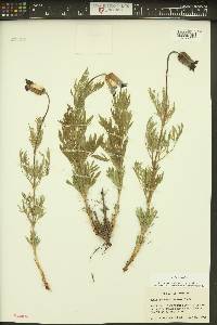 Clematis hirsutissima image