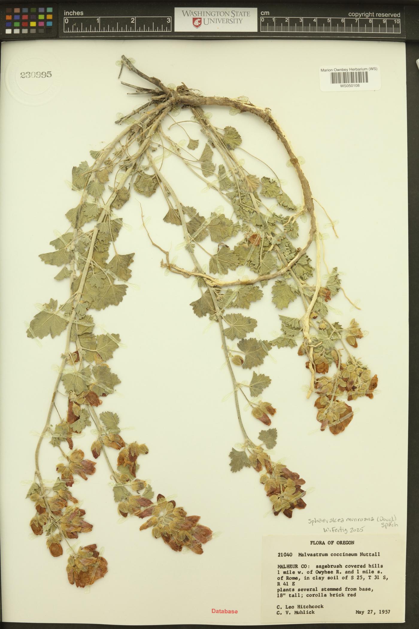 Sphaeralcea munroana image