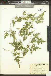 Lygodium japonicum image