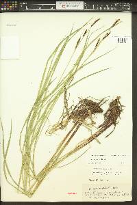 Carex angustata image