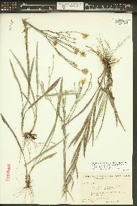 Pityopsis graminifolia image