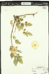 Image of Physalis grandiflora