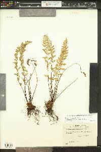 Woodsia oregana image