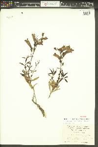 Penstemon fruticosus image