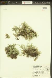 Selaginella rupestris image