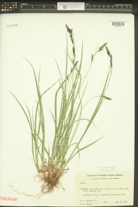 Carex bella image