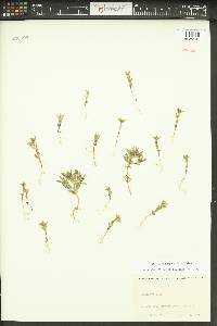 Phlox gracilis image