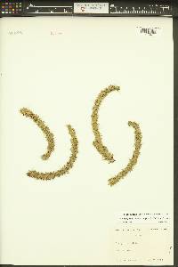 Huperzia porophila image