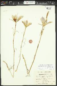 Calochortus macrocarpus image