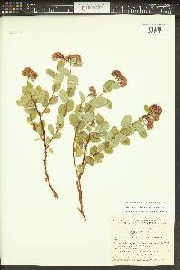 Spiraea splendens image