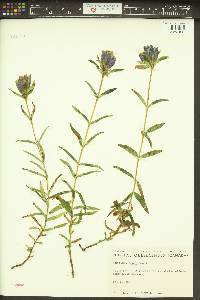 Gentiana linearis image