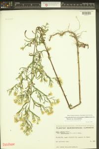 Symphyotrichum lanceolatum image