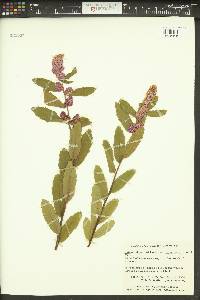 Spiraea douglasii var. menziesii image