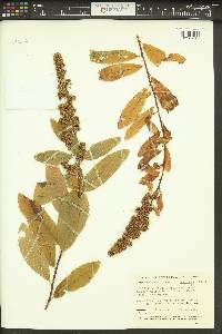 Spiraea douglasii var. menziesii image