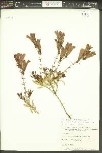 Penstemon fruticosus var. scouleri image