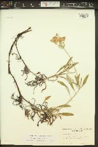 Eriogonum heracleoides image