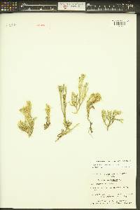 Diphasiastrum alpinum image