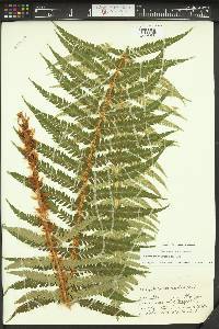 Polystichum andersonii image