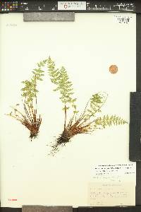 Woodsia oregana image