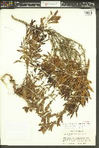 Penstemon fruticosus image