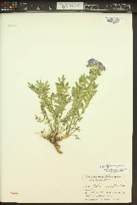 Polemonium californicum image