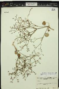 Eriogonum deflexum image