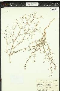 Eriogonum angulosum image